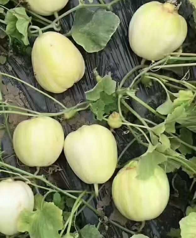 seed of Muskmelons